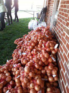 At the Mission of Mercy food distribution before Thanksgiving. That's a lot of onions!